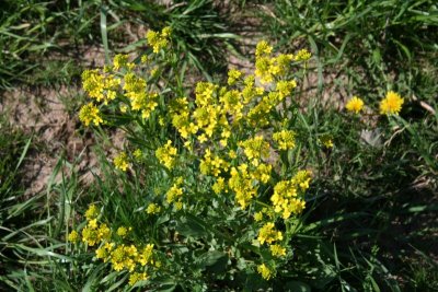 Pretty Wildflowers