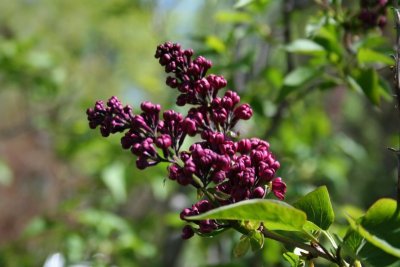 Appleton Flower Tree