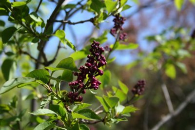 Another view of the Flowering Tree