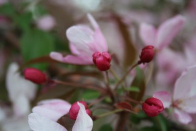 Pretty Pink Flower Tree