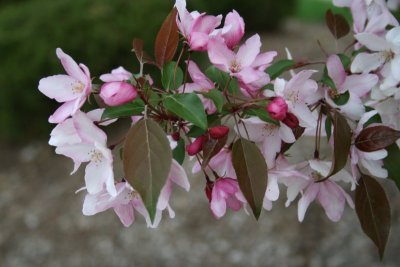 A side-view of the Pink Flowers