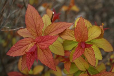 Fall Plant Colors