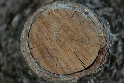 Tree Trunk