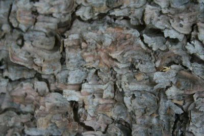 Tree Bark