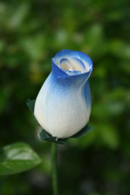 The Wooden Rose
