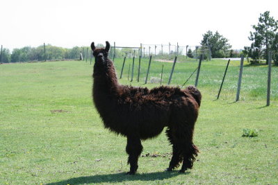 Llama's For Pets?!