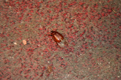 The Bug Sits...