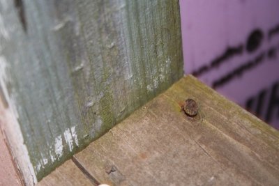The Bug Flies Away...