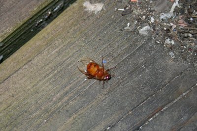 Ooops, the Bug Lands on His Back