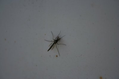 Lake Fly on my Van