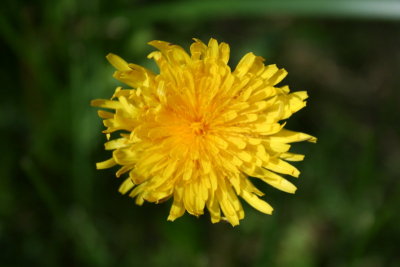 The Process of a Dandelion