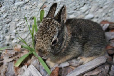 Sooooo Cute Bunny!
