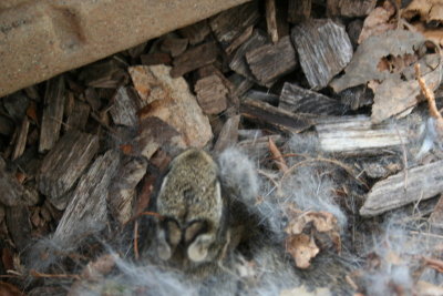 Baby Bunnies Nest