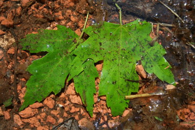 Leaves Fallen