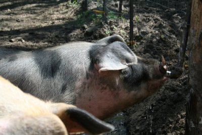 I Need a Drink... Says the Pig