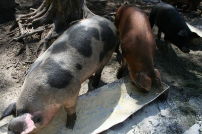 Time to Eat... Says the Pig