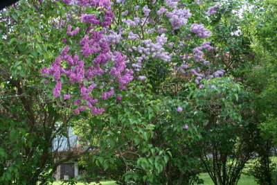 Good Smelling Lilacs