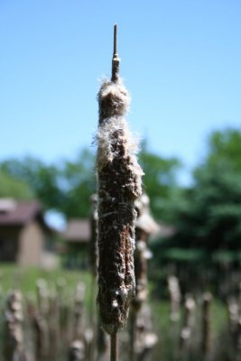Cattail Closeup