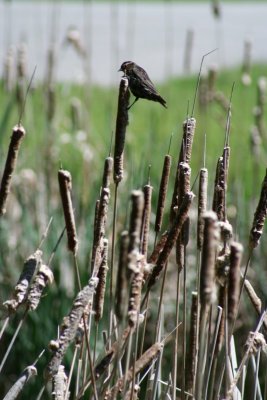 Birdie to the Left ~ Sitting on Cattail