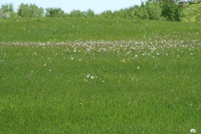 A Patch of Wishes...