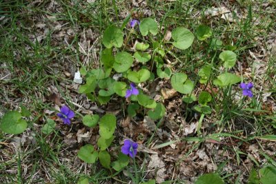 Patch of Purples