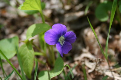 Up Close to the Purple Patch...