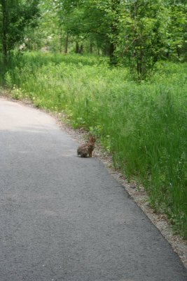 A Bunny Inspecting the Greenery...