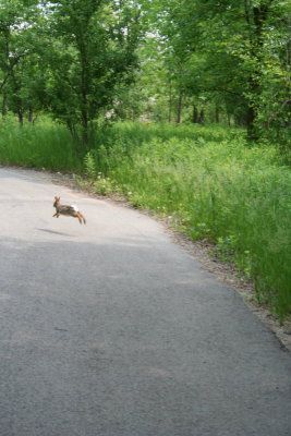 Time for the Bunny Hop...