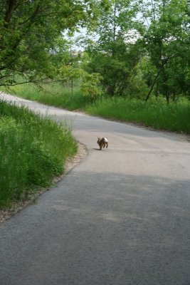 The Grass is Greener on the Other Side?!
