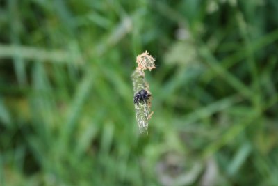 oooohh, A... Black Spider