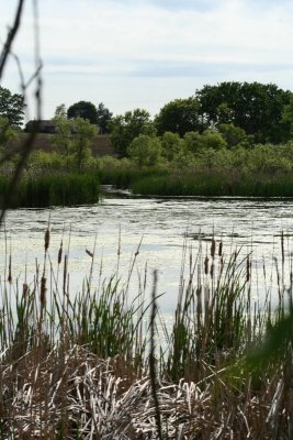 Pretty View of the Lake