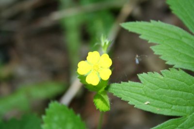 Wiauwash Trail