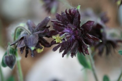 Pretty Purples...