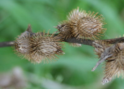Sticky Cockleburrs...