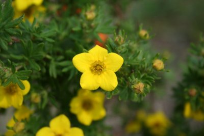 Pretty Yellows...
