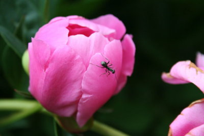 Ant Walking on Flower Budding