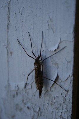 Just a Bug on Garage