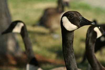 Outstanding Geese