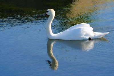 Swan of Grace