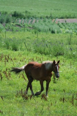 Horsey in the Windy City