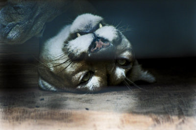 The Tiger, by Dad N' Daughter
