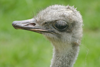 The Ostrich, by Dad N' Daughter