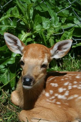 Baby Fawn