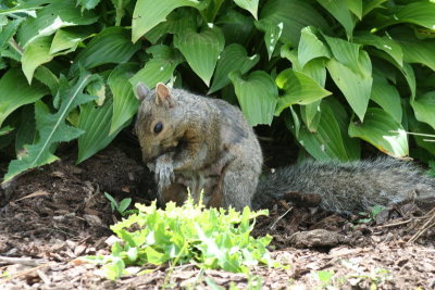 Cleaning my Arm, the Squirrel says...