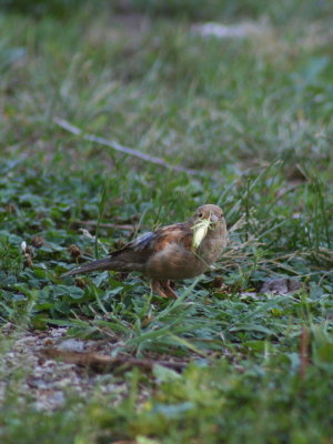 Ready to Take off and Feed Her Babies!