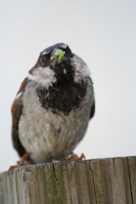 Hello, time for Supper!