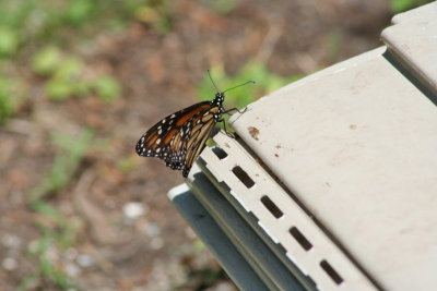 Butterfly Flutters