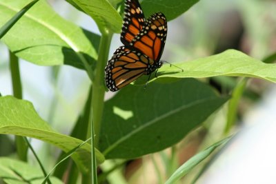 Butterfly Flying Away