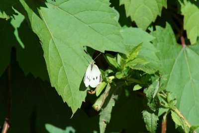 White Fluttering Butterfly