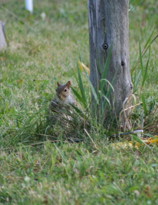 White Fuzzy Tummy'd Squirrel